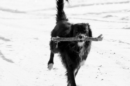 Alpa Fetch