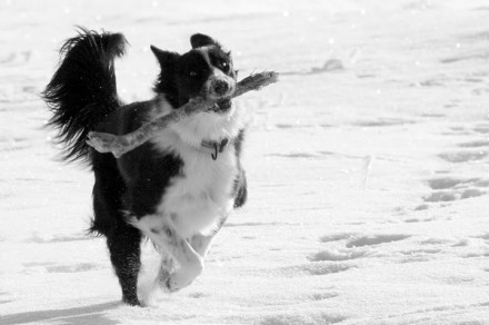 Tana Fetch
