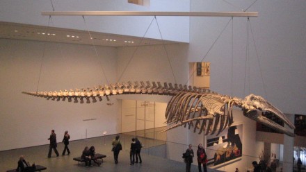 In the main atrium there is the mounted skeleton of a baleen whale. It was very realistic.