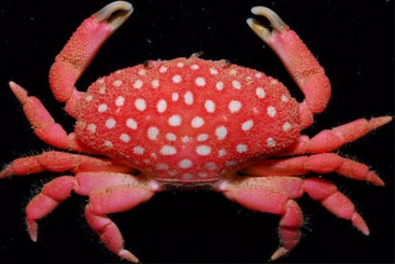 strawberry-crab