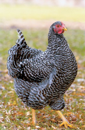 [Best-Chicken-full-5