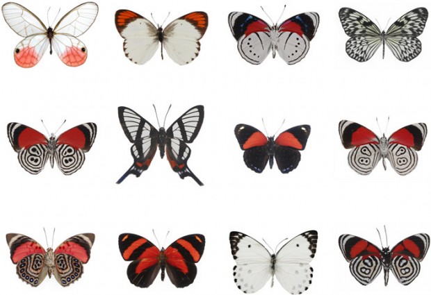 Lepidoptera