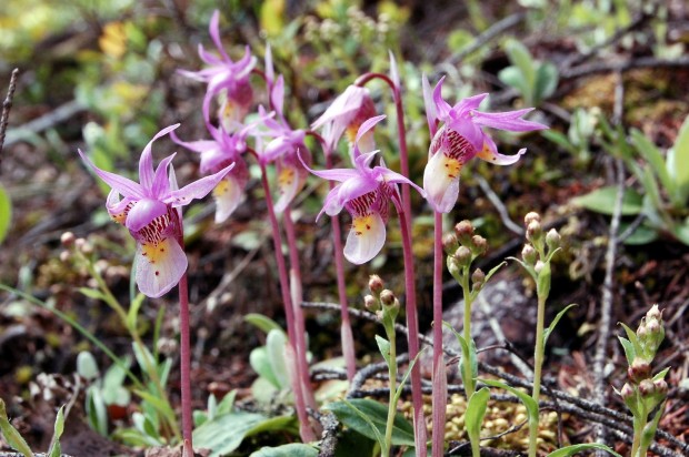 Orchid